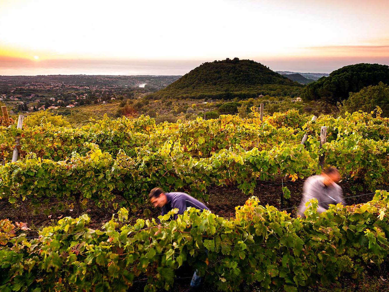 vendemmia sicilia 2025